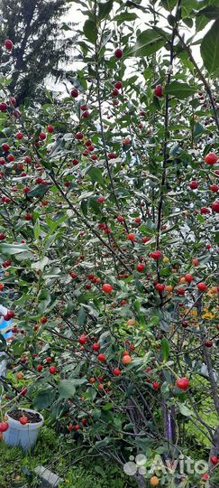 Саженцы вишни 