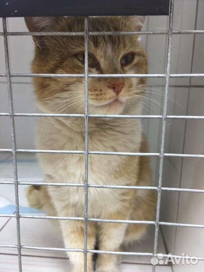 В добрые руки