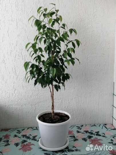 Фикус Бенджамина