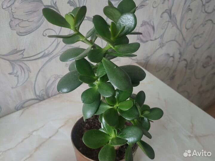 Расстение:Денежное дерево