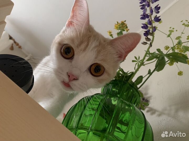 Кошки вислоухие