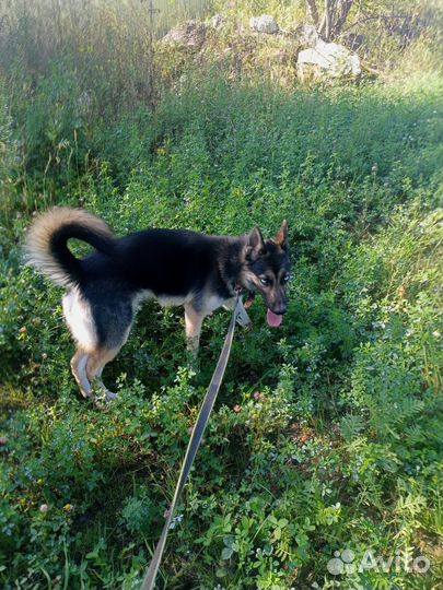 Собака в добрые руки