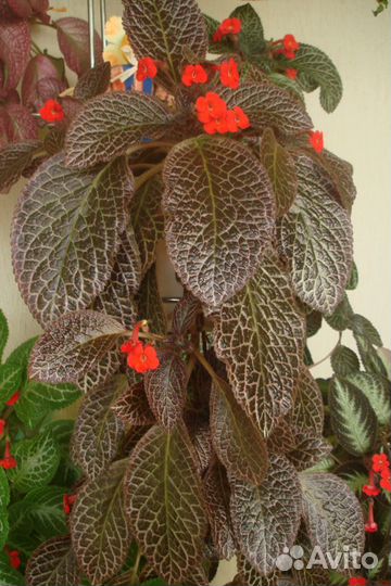 Комнатные домашние растения