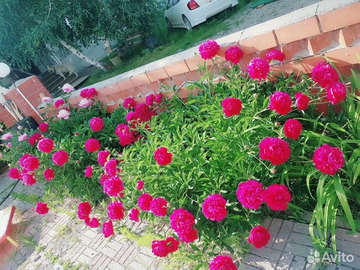 Шикарные пионы
