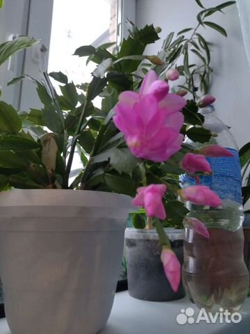 Декабрист шлюмбергера