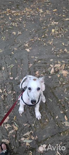 Собаки щенки