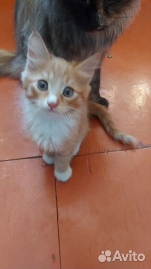 Домашние животные котята