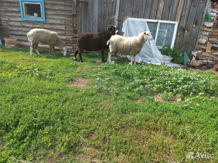 Овцы бараны