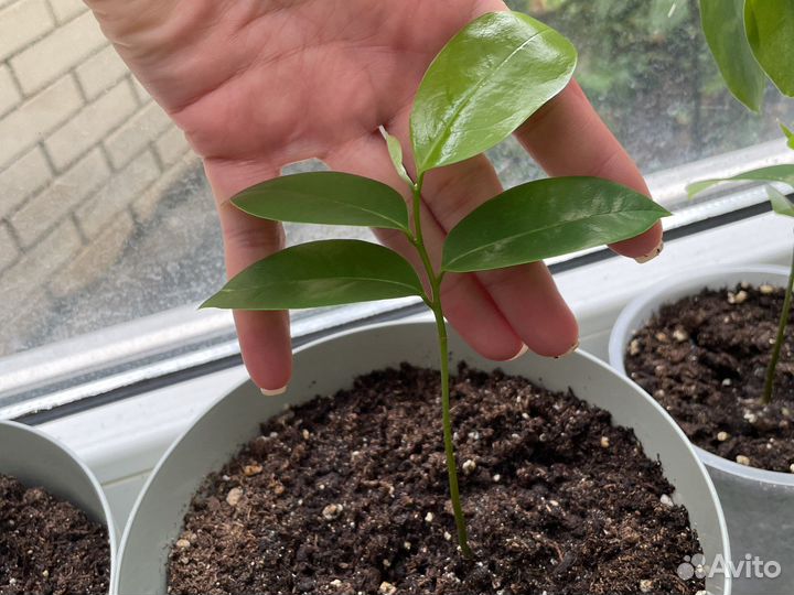 Гуанабана (аннона, суасет, сметанное яблоко)