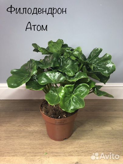 Филодендрон Атом
