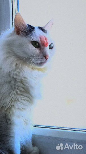 Кошки в добрые руки