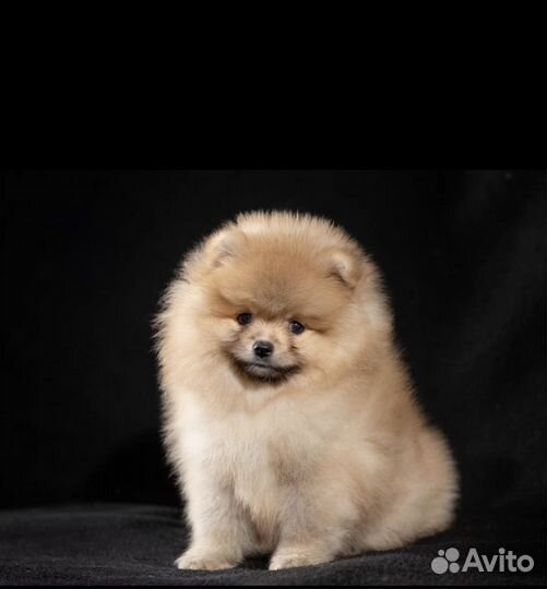 Шпиц мальчик