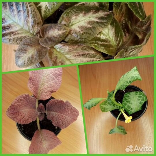 Комнатные цветы