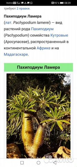 Пахиподиум Ламера