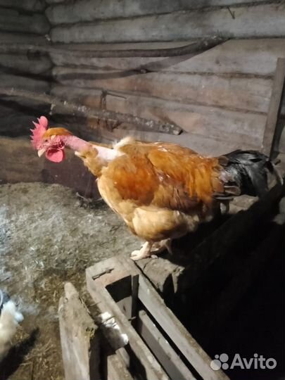 Петух французский голошейный