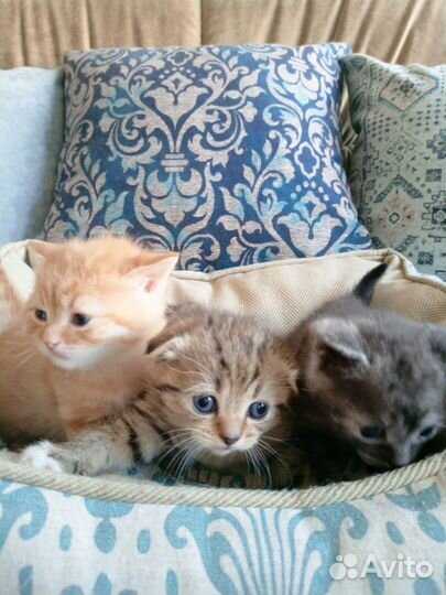 Шотландские котята