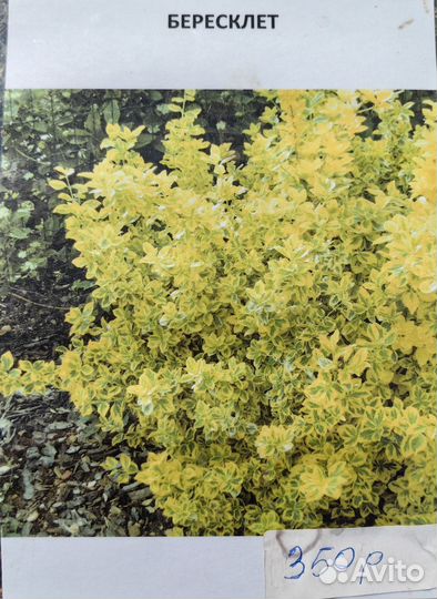 Саженцы декоративные кустарники