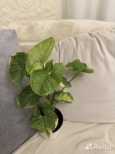 Сингониумы сортовые. Детки