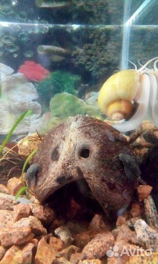 Декор - кокос