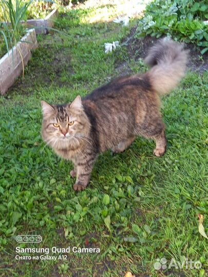 Милые котята