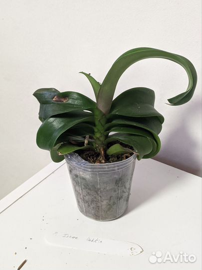 Асконопсис Irene Dobkin 2.5