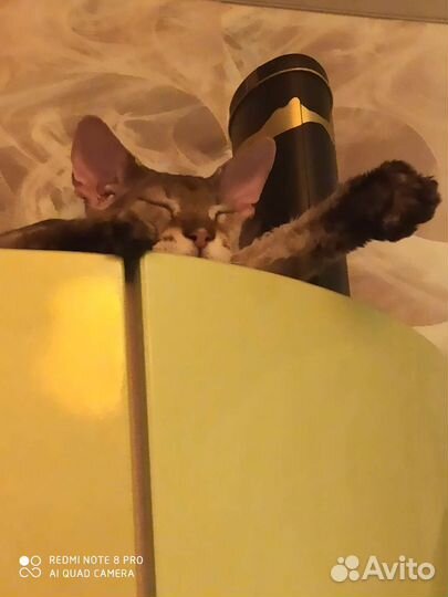 Передержка кошек и собак