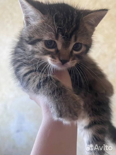 Котики бесплатно в добрые руки