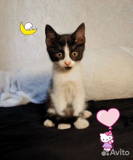 Отдам котяток