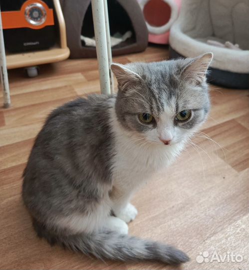 Кот