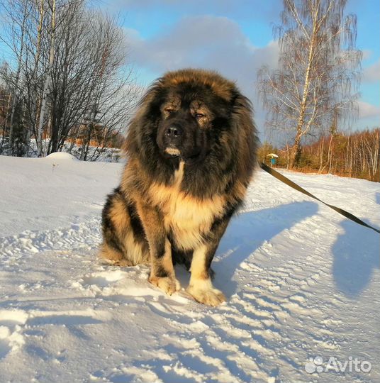 Щенки Кавказской овчарки