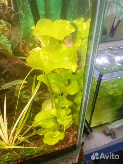 Аквариумные растения