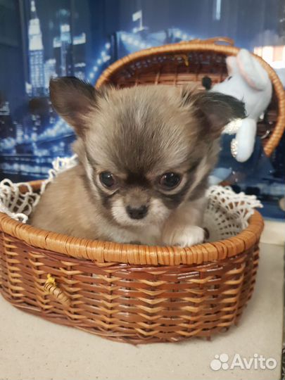 Щенки чихуахуа мини