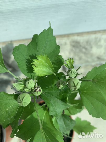 Гибискус махровый