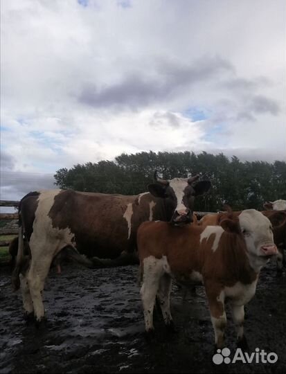 Продам быка, телят, коров