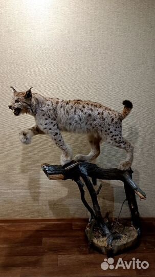 Имитация чучело рысь