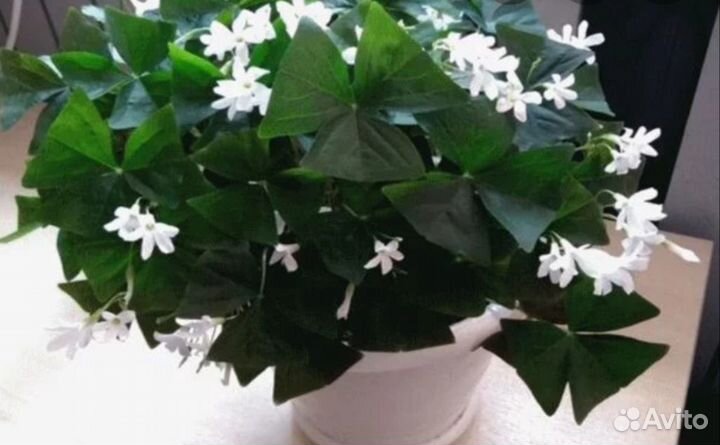 Оксалис - кислица цветущая