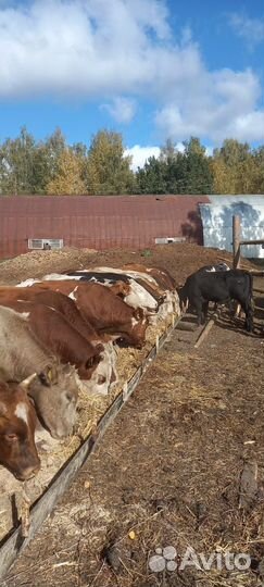 Бычки на доращивание