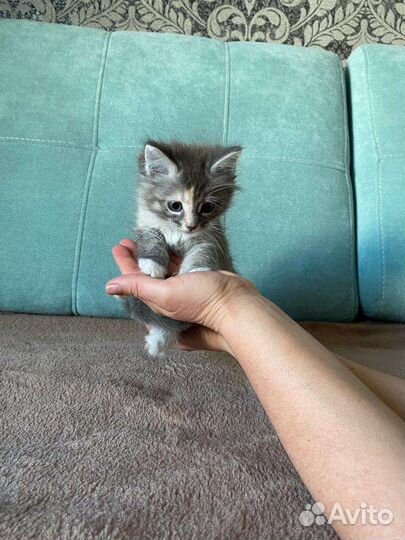 Котята мейн-кун