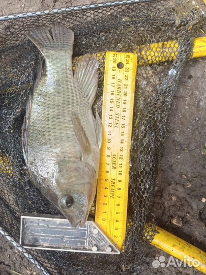 Продается живая форель