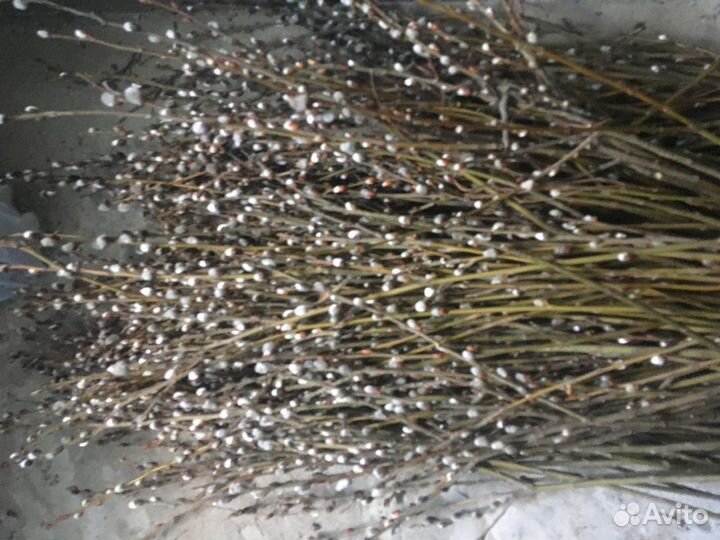 Верба красная / серая Кубанская