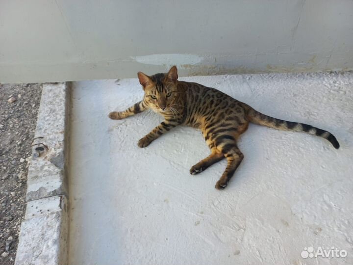 Бенгальский кот