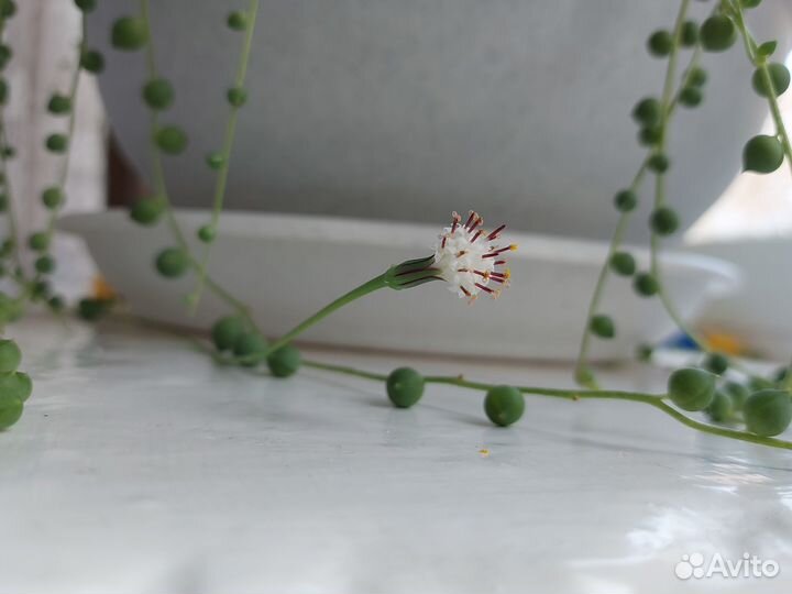 Крестовник роули