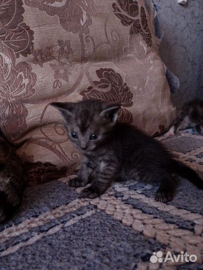 Отдам котят в добрые руки