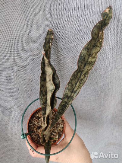 Сингониум, папоротник, филодендрон