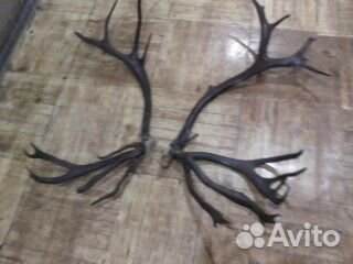 Рога и другие предметы