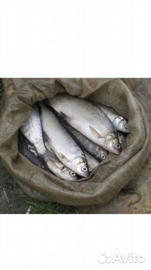 Продам Пелядь