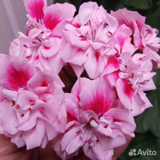 Пеларгония сортовая