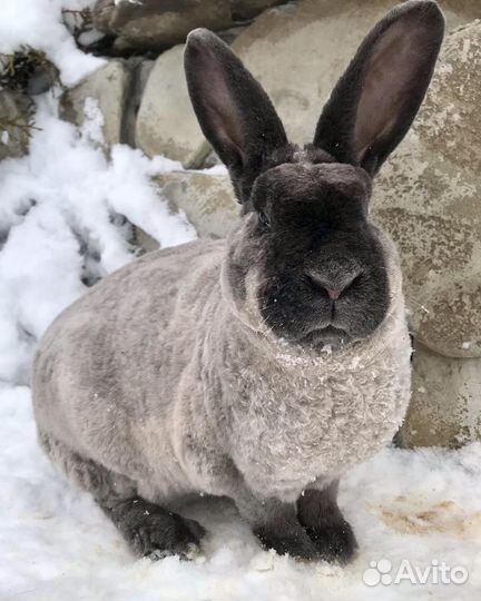 Кролик породы Рекс