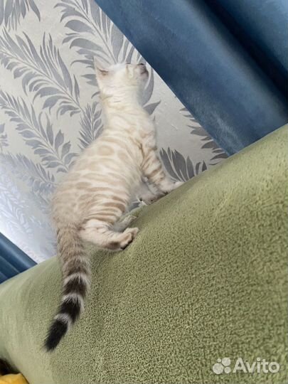 Бенгальские котята