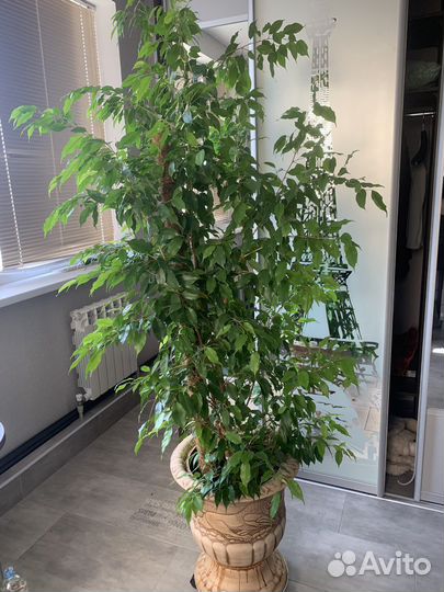 Фикус бенджамина 2м